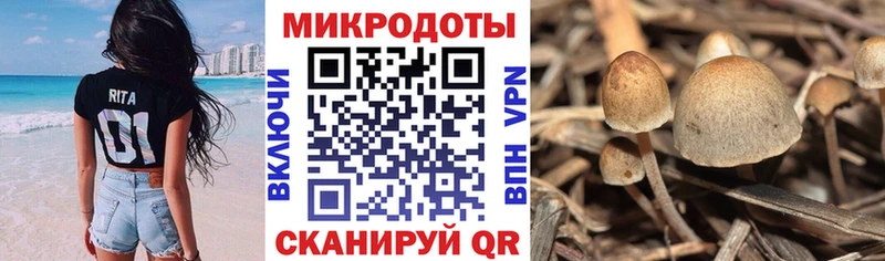 Купить где  Копейск  Галлюциногенные грибы Psilocybe 